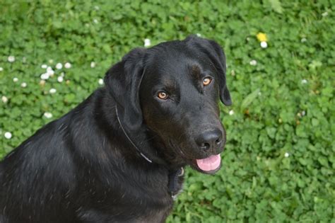 dogs888.com Reviews .